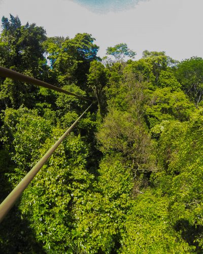 Zip-Line over forest canopy Zip-Line over forest canopy